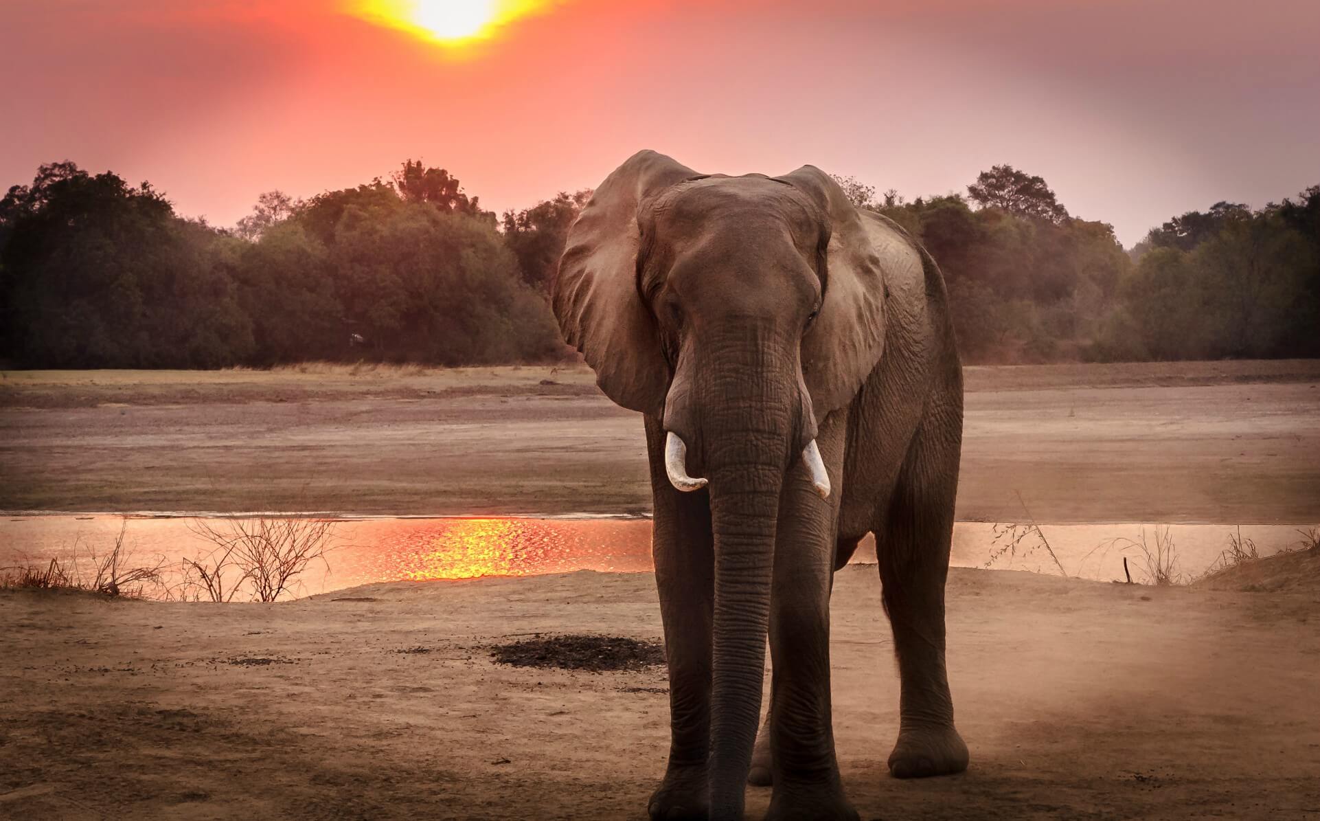 wildlife-photography-of-elephant-during-golden-hour-1054655 (1)